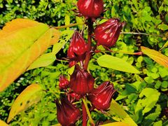 -广州神农草堂中医药博物馆