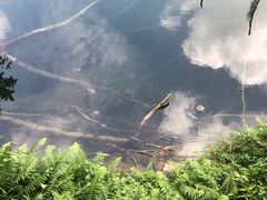 -武吉知马自然保护区