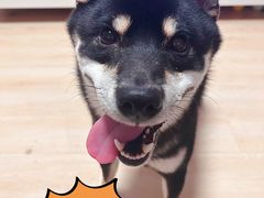 -美联众合爱康动物医院•复杂内科•肿瘤科•牙科•腔镜诊疗中心