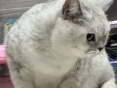 -瑞派名望志远动物医院·猫科·內科·异宠专科(直港大道店)