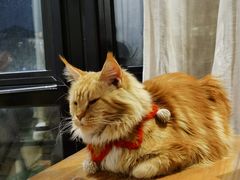 -猫小院猫主题餐厅(南锣旗舰店)