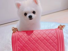 -CHANEL(恒隆广场店)