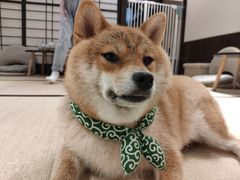 -逗柴咖啡屋·狗咖猫咖宠物桌游