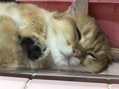 -FAELING PETS美天灵宠物(富力广场店)