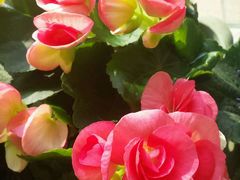 -三圣花乡旅游区