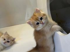 -十月米努特矮脚猫舍
