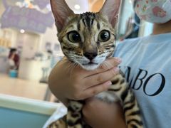 -纳吉亚猫专科动物诊疗中心(蒋宅口分院)