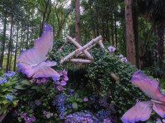 -上海滨江森林公园