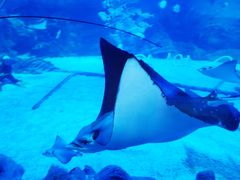 -烟台海昌鲸鲨海洋公园
