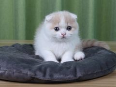 -Bastet sally猫舍购宠(静安店)
