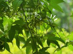 -杭州植物园