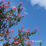 花树旁的咖啡厅