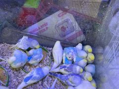 -青石桥花鸟鱼虫市场(叠翠城店)