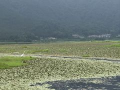 -腾冲北海湿地