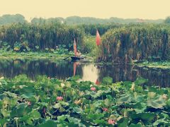 -洪湖生态旅游区