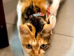 -Again Coffee Roaster(香蜜湖店)