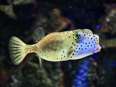 -大连圣亚海洋世界