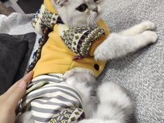 -特一安24小时宠物医院·骨科·中兽医