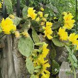 大掌柜家特色菜你猜中几个