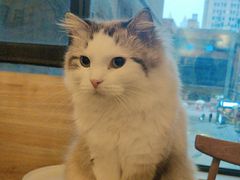 -滚猫咖啡·猫咖·猫友好撸猫(未来城店)