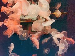 -大连圣亚海洋世界
