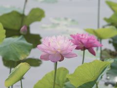 -曙光水镇