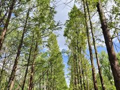 -昆山城市生态森林公园