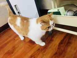 -HQ半永久纹绣纹眉