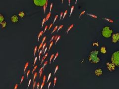 -昆山城市生态森林公园