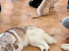 -Let's go狗咖·猫咖·奶狗·桌游(春熙路IFS店)