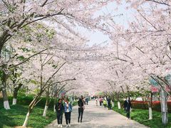 -高东镇樱花园