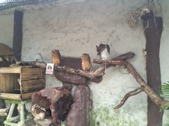 -吉隆坡雀鸟公园