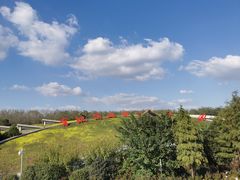 -合肥滨湖国家森林公园