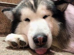 -more than meow吴止猫主题餐厅(承德 中船汇店)