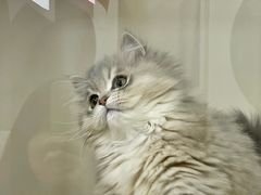 -青奢宠物·青奢猫舍