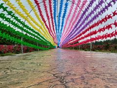 -上海长兴岛郊野公园