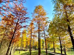 -昆山城市生态森林公园