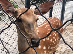 -长白岛森林公园