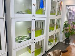 -青奢宠物·青奢猫舍