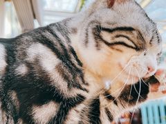 -猫小院猫主题咖啡厅(北锣店)
