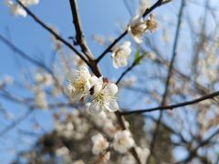 -马峦山郊野公园