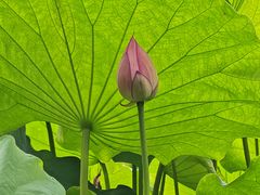 -陈家山荷花公园