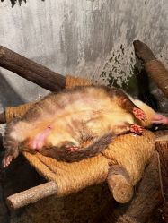 -Zoolung Zoolung动物主题公园(海信广场店)