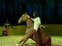 -cavalia·舞马