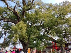 -新安江山水画廊风景区