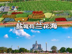 -荷兰花海