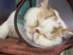 -佳雯宠物医院·皮肤科·内外科(春晓路分院)