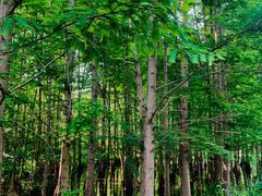 -桤木河湿地公园