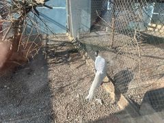 -青藏高原野生动物园