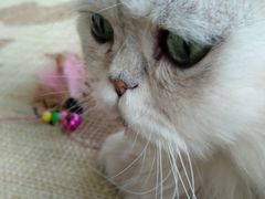 -猫的茶·猫咖